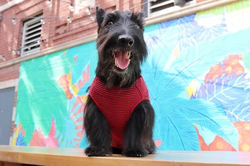 A cheerful black dog in a red striped shirt sits on a table against a colorful mural backdrop. A cheerful black dog in a red striped shirt sits on a table against a colorful mural backdrop.