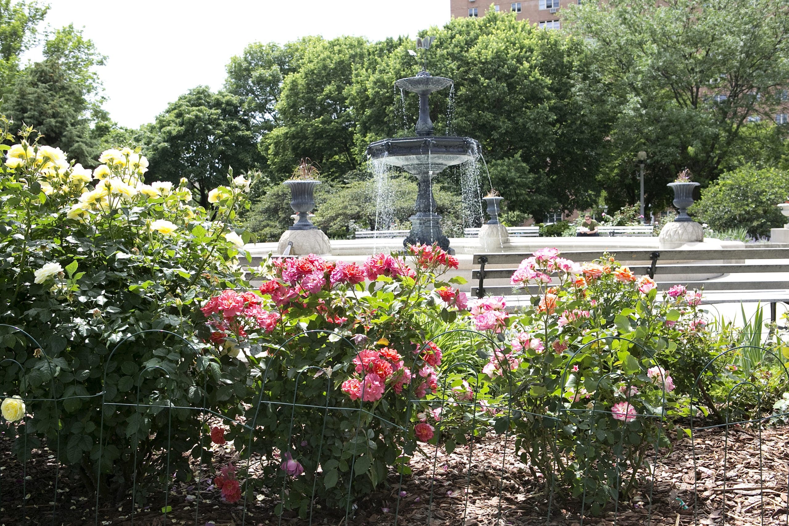 A fountain surrounded by colorful roses and lush greenery in a park. A fountain surrounded by colorful roses and lush greenery in a park.